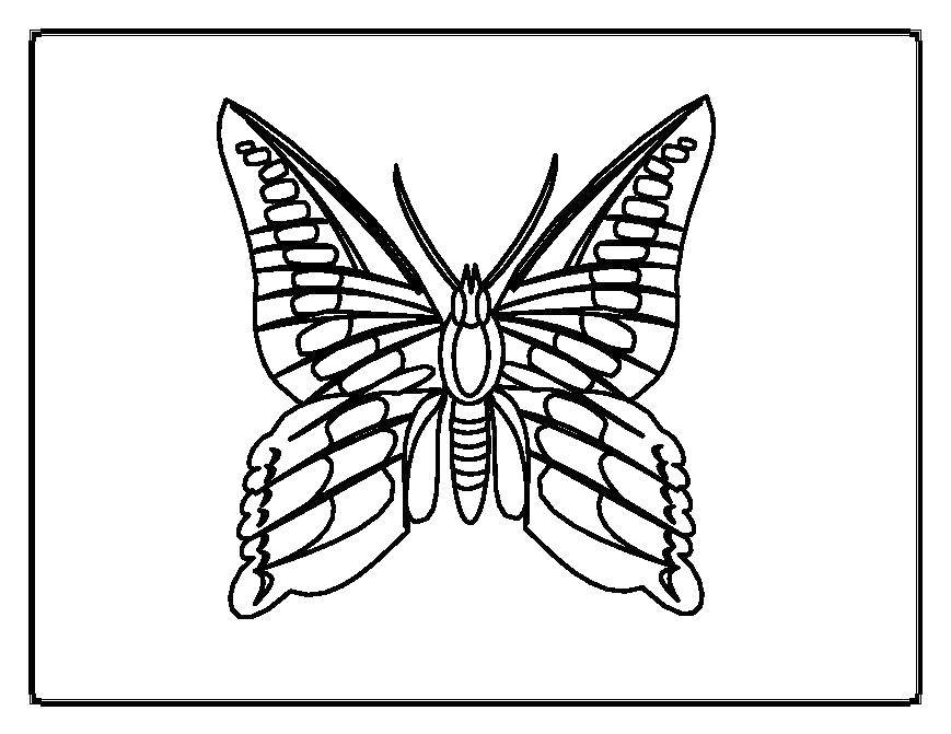 Название: Раскраска Бабочка с красивыми крылышками. Категория: бабочки. Теги: Бабочка.
