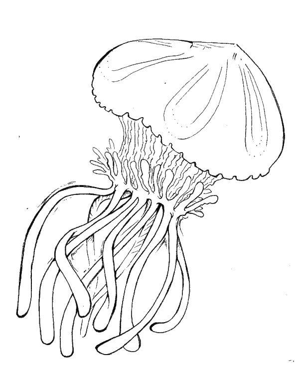 Название: Раскраска Большая медуза. Категория: Морские обитатели. Теги: морские обитатели, животные, медуза.