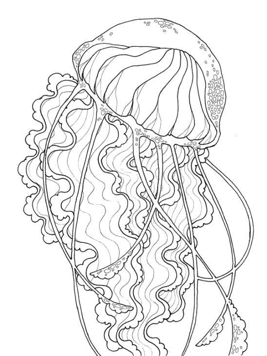 Название: Раскраска Большая морская медуза. Категория: Морские обитатели. Теги: Подводный мир, медуза.