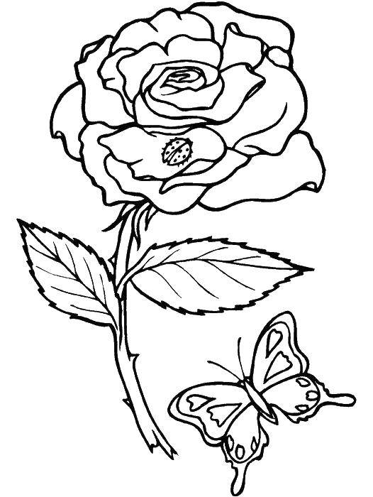 Coloring Ladybug on rose. Category flowers. Tags:  Flowers, roses.