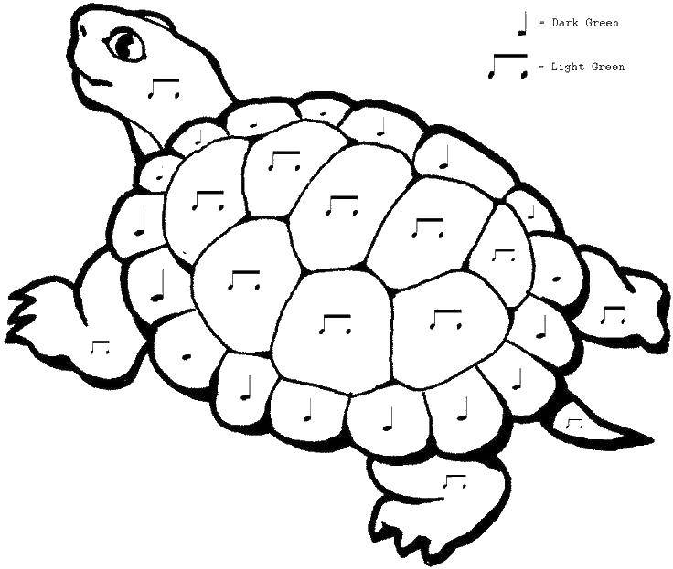 Coloring The tortoise and notes. Category Music. Tags:  turtle, shell, notes.