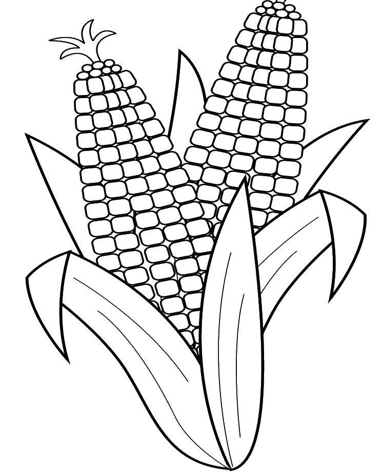 Название: Раскраска Две кукурузы. Категория: Кукуруза. Теги: Овощи.