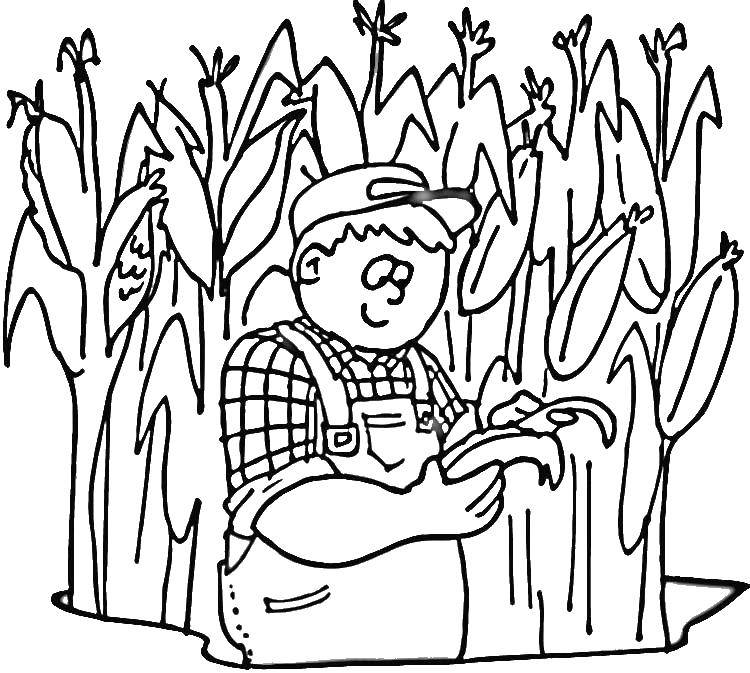 Coloring The farmer of corn. Category Corn. Tags:  Vegetables.