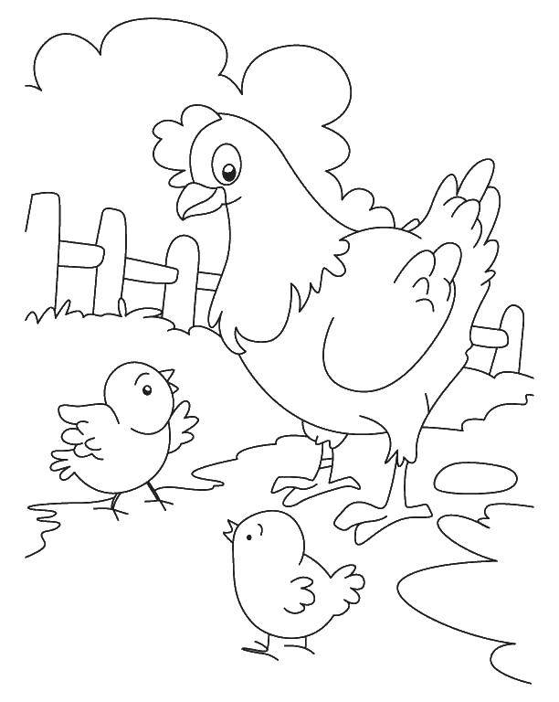 Название: Раскраска Курица и два цыпленка и забор. Категория: птицы. Теги: курица, цыпленок, забор.
