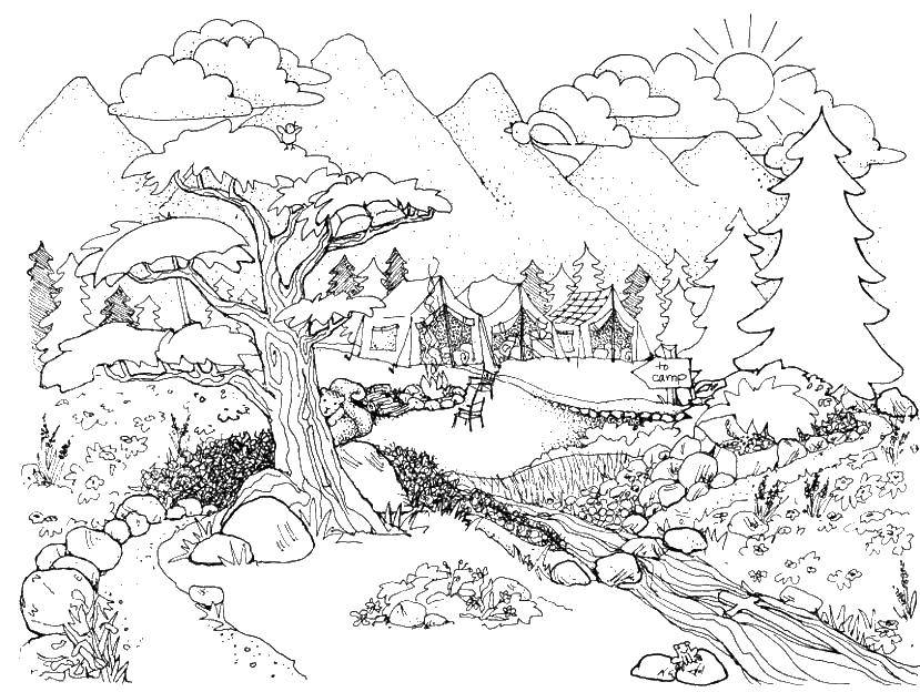 Coloring Forest landscape. Category the forest. Tags:  nature, forest, landscape.