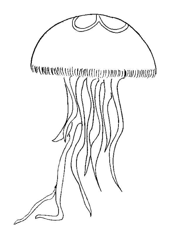 Coloring Jellyfish with lots of tentacles. Category Sea animals. Tags:  Underwater world, jellyfish.