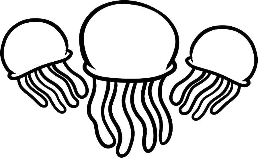Название: Раскраска Медузки плавают. Категория: Морские обитатели. Теги: Подводный мир, медуза.