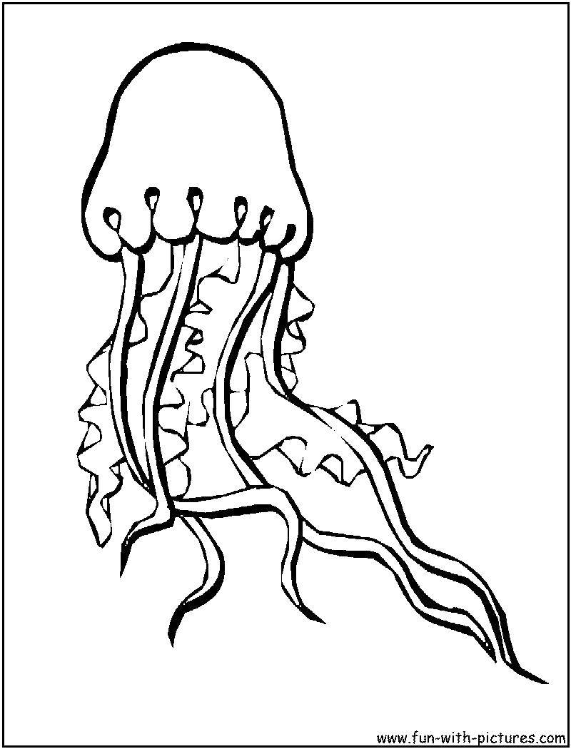 Coloring Sea jellyfish. Category Sea animals. Tags:  sea animals, animals, jellyfish.