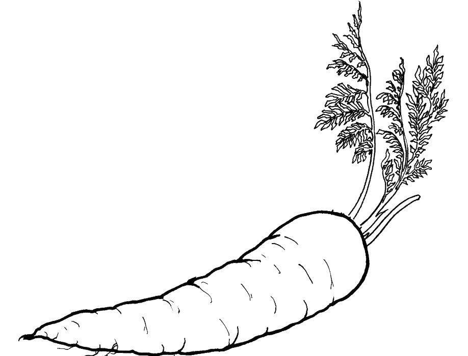 Coloring One carrot. Category Vegetables. Tags:  carrots, vegetables.
