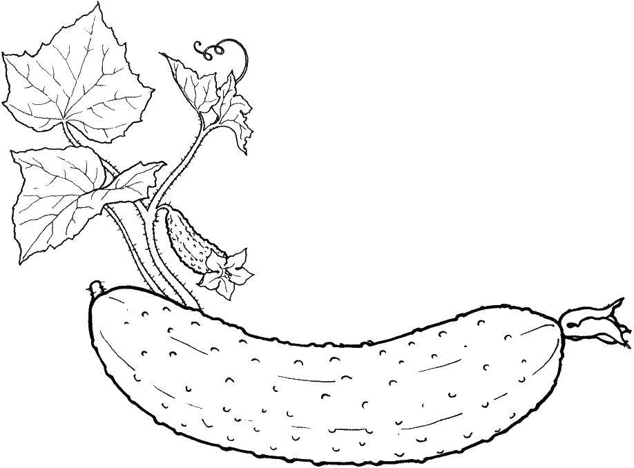 Название: Раскраска Огурец и листья. Категория: Овощи. Теги: огурец, листья.