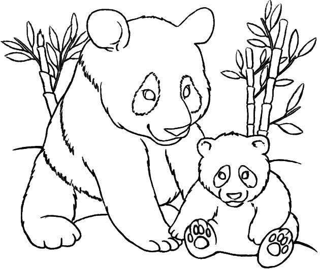 Название: Раскраска Панды и бамбук. Категория: Животные. Теги: панда, детеныш, бамбук.