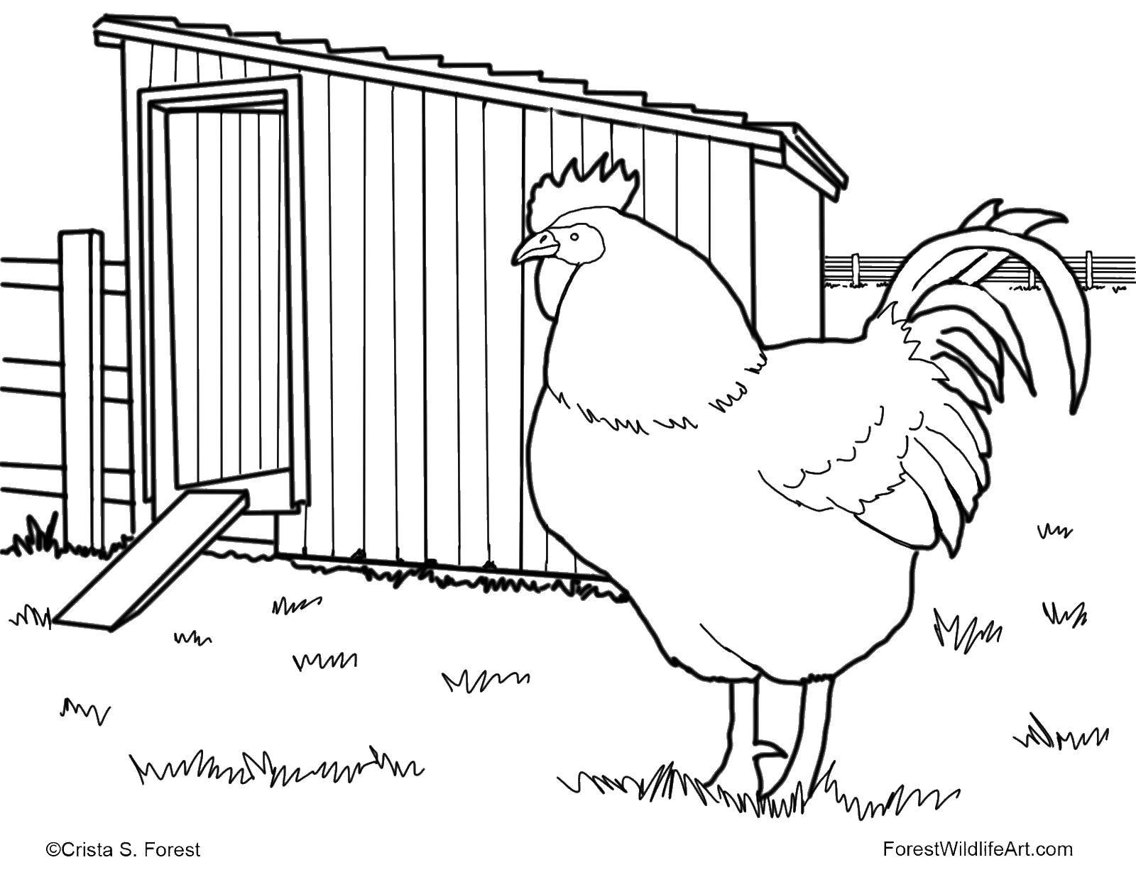 Название: Раскраска Петух и курятник. Категория: птицы. Теги: петух, курица, курятник.