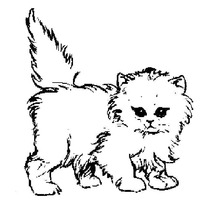 Название: Раскраска Пушистый котенок. Категория: Коты и котята. Теги: коты, котята, кошки.