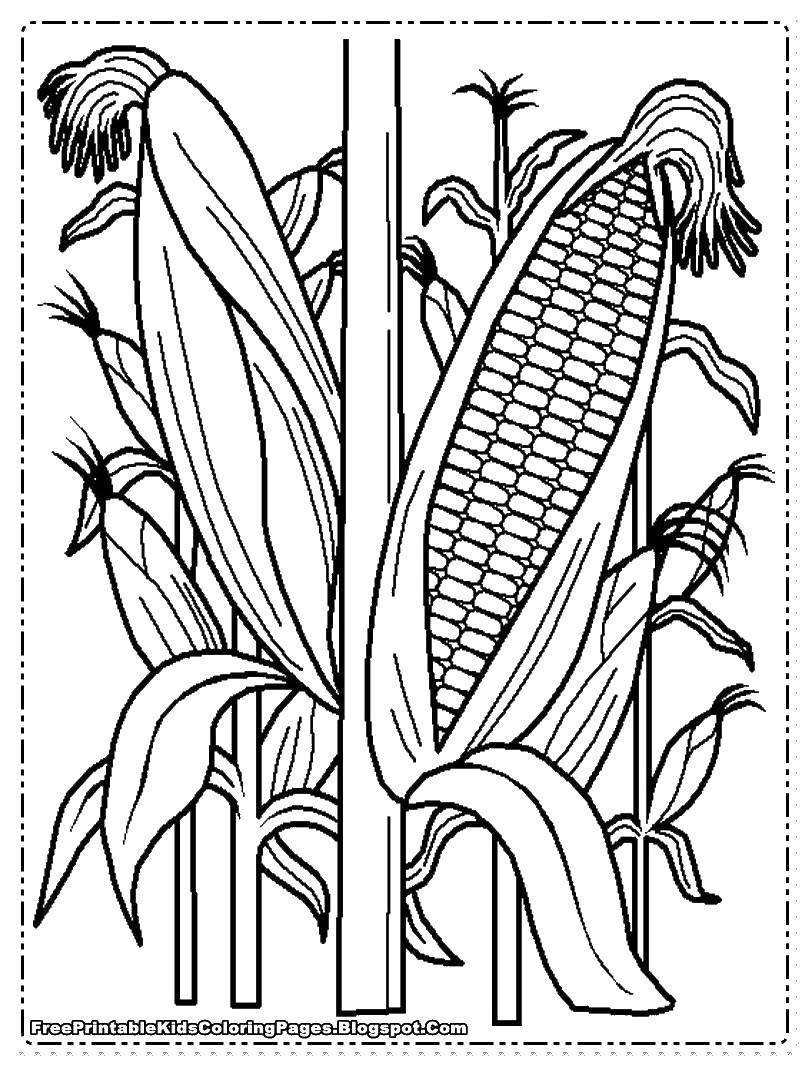 Название: Раскраска Раскрытая кукуруза. Категория: Кукуруза. Теги: Овощи.
