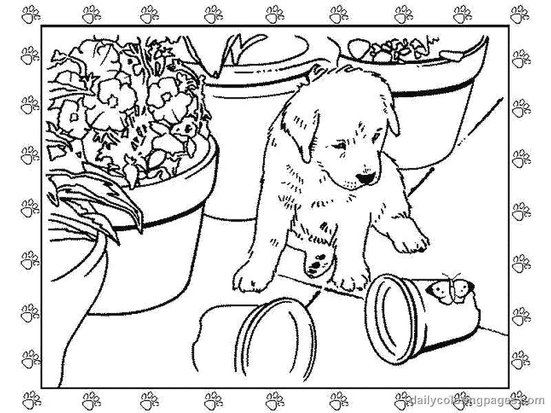 Coloring The puppy dropped the pot. Category Animals. Tags:  Animals, dog.