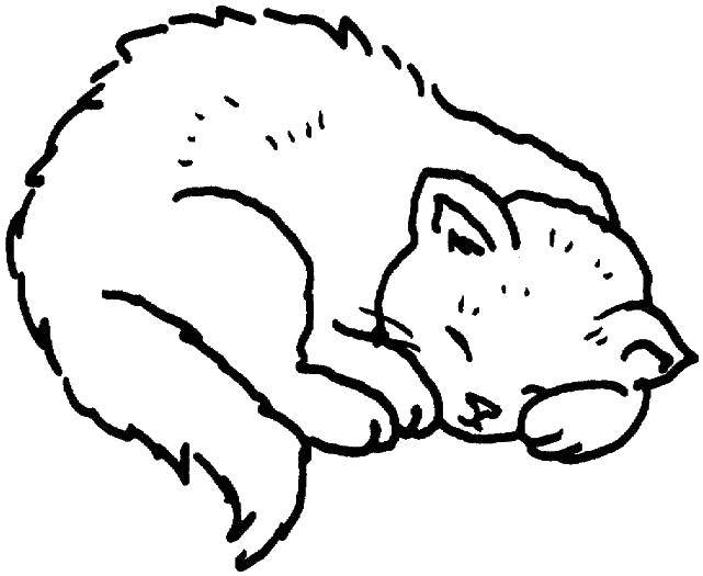 Название: Раскраска Спящий котенок. Категория: Коты и котята. Теги: котята, котенок, сон.