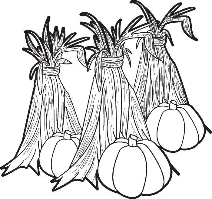 Coloring Three pumpkins and leaves. Category vegetables. Tags:  pumpkin, leaves.