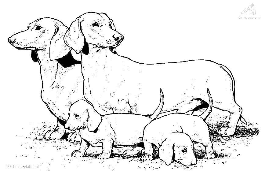 Coloring A whole family of dachshunds. Category Family. Tags:  Family, parents, children.