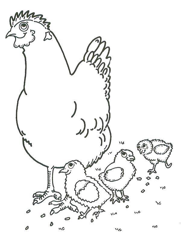 Название: Раскраска Цыплята и курица. Категория: птицы. Теги: курица, цыплята.