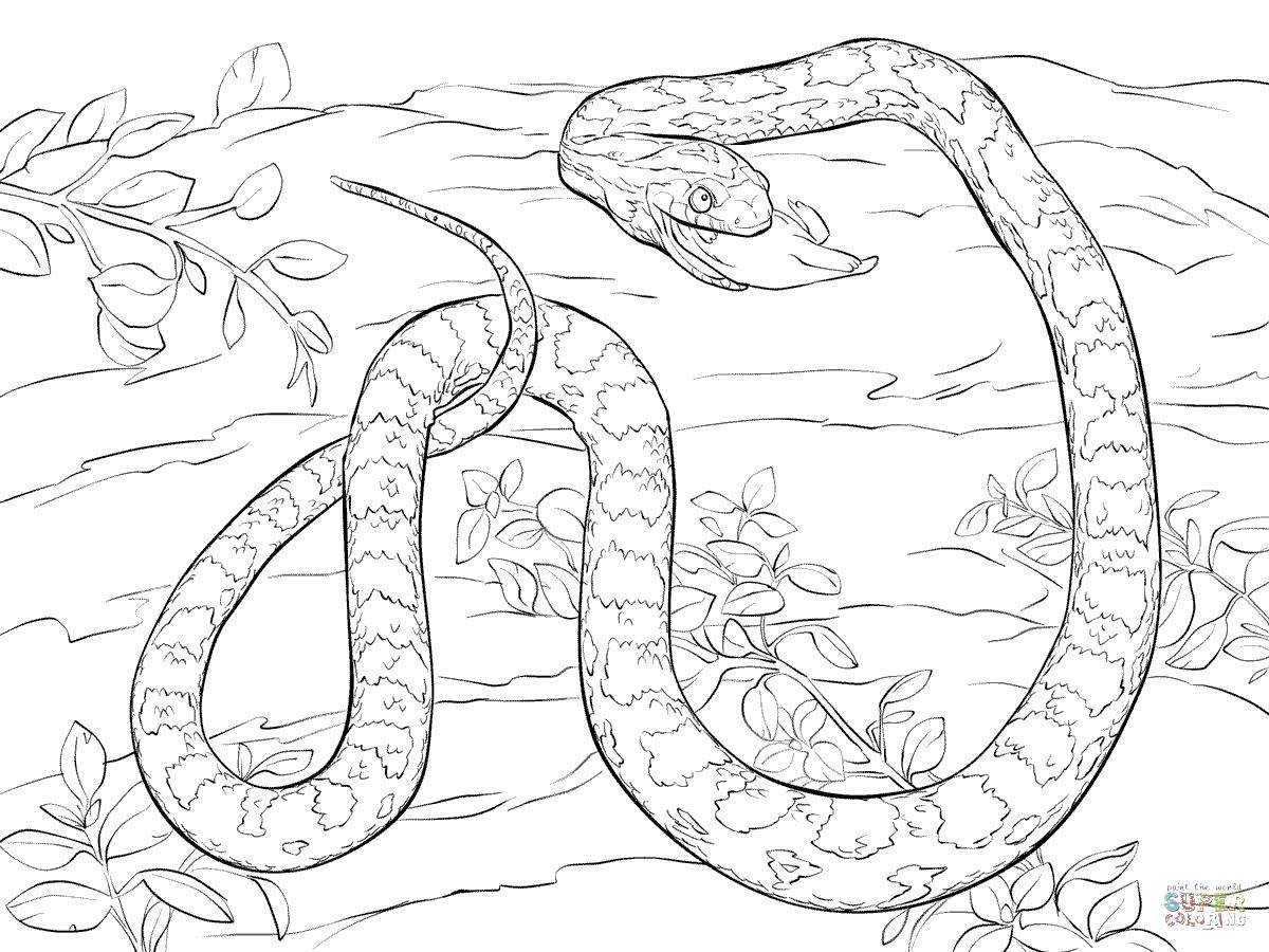 Название: Раскраска Ужин змеи. Категория: рептилии. Теги: Рептилия, змея.