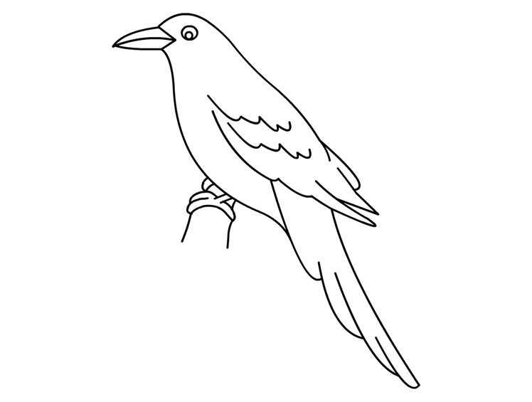 Название: Раскраска Ворона на ветке. Категория: Контуры для вырезания птиц. Теги: ворон.