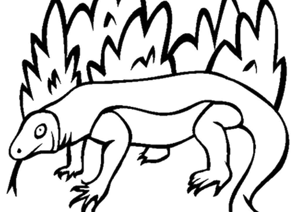 Coloring Lizard. Category Animals. Tags:  the lizard.