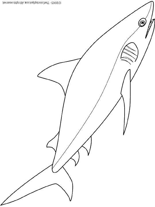Coloring Акула и хвост. Category Акулы. Tags:  акула, клыки, плавник.