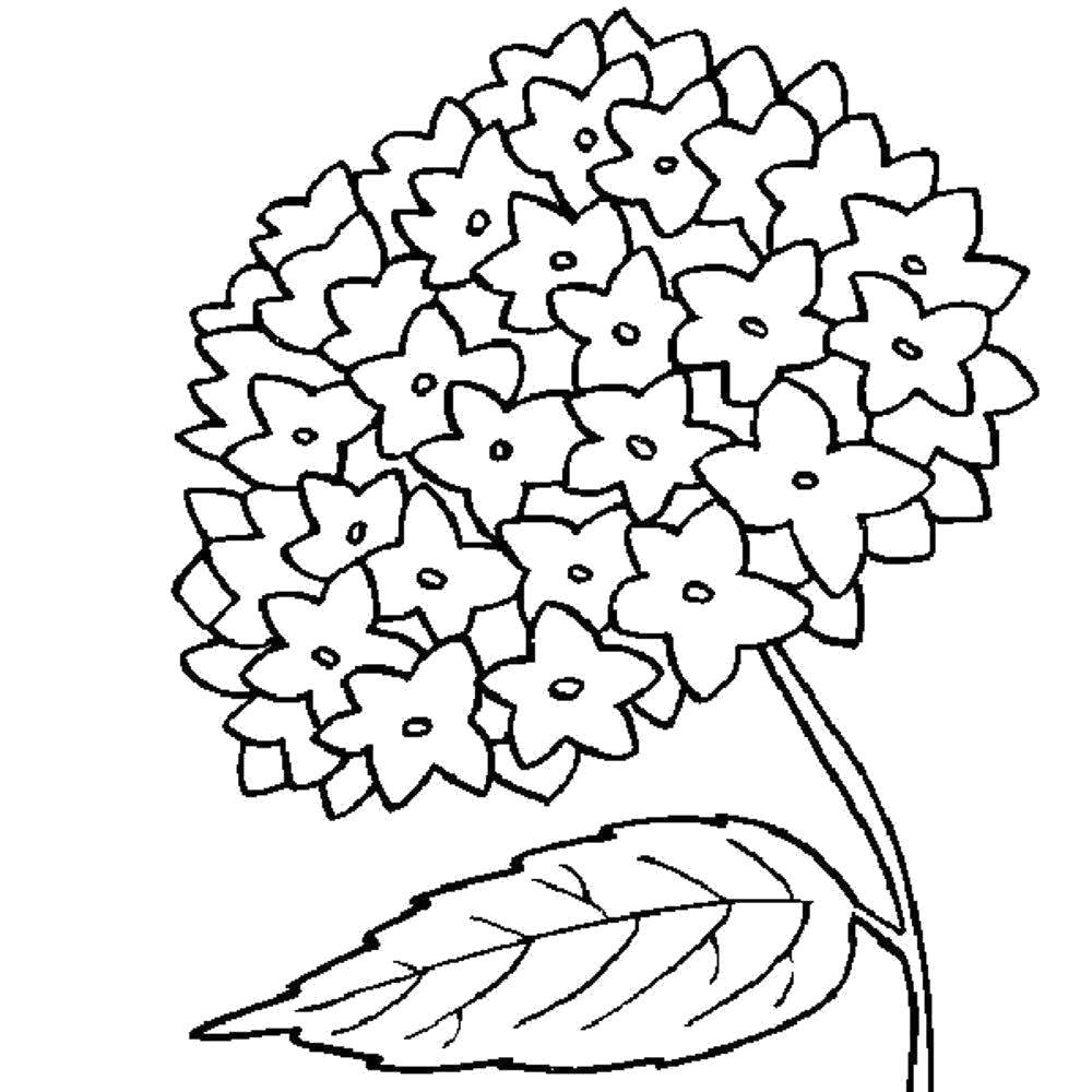 Название: Раскраска Букет из маленьких цветочков. Категория: цветы. Теги: Цветы, букет.