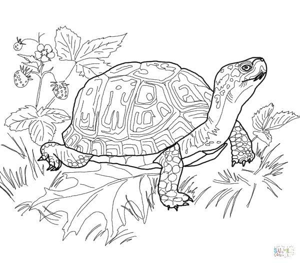 Coloring The turtle on the grass. Category teenage mutant ninja turtles. Tags:  Comics, Teenage Mutant Ninja Turtles.