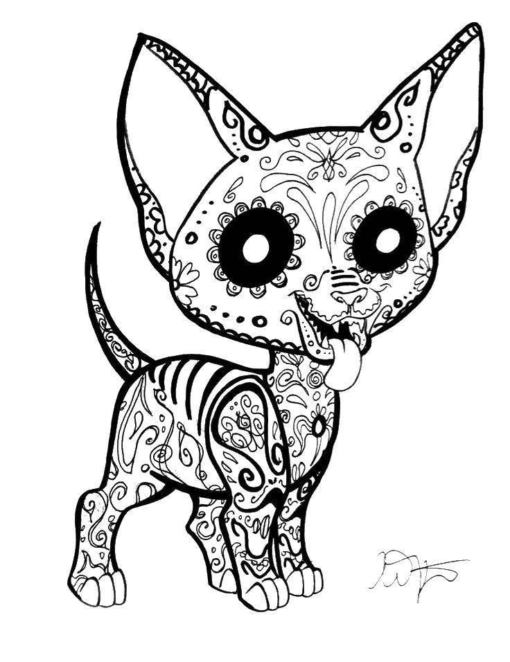 Название: Раскраска Чихуахуа с узорами. Категория: собаки. Теги: чихуахуа, узоры, уши.