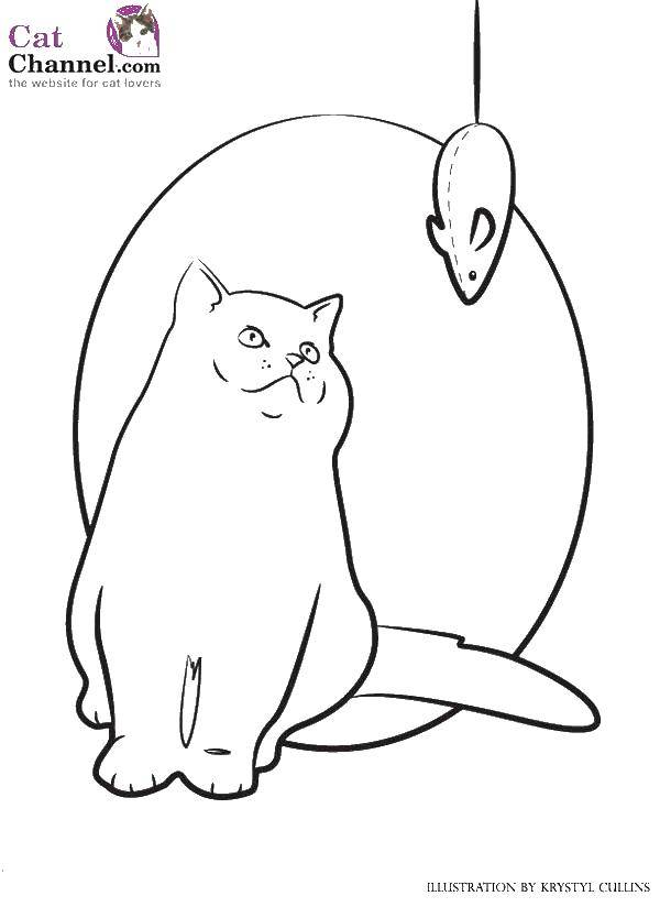 Название: Раскраска Игрушка мышка для кота. Категория: Коты и котята. Теги: Животные, котёнок.
