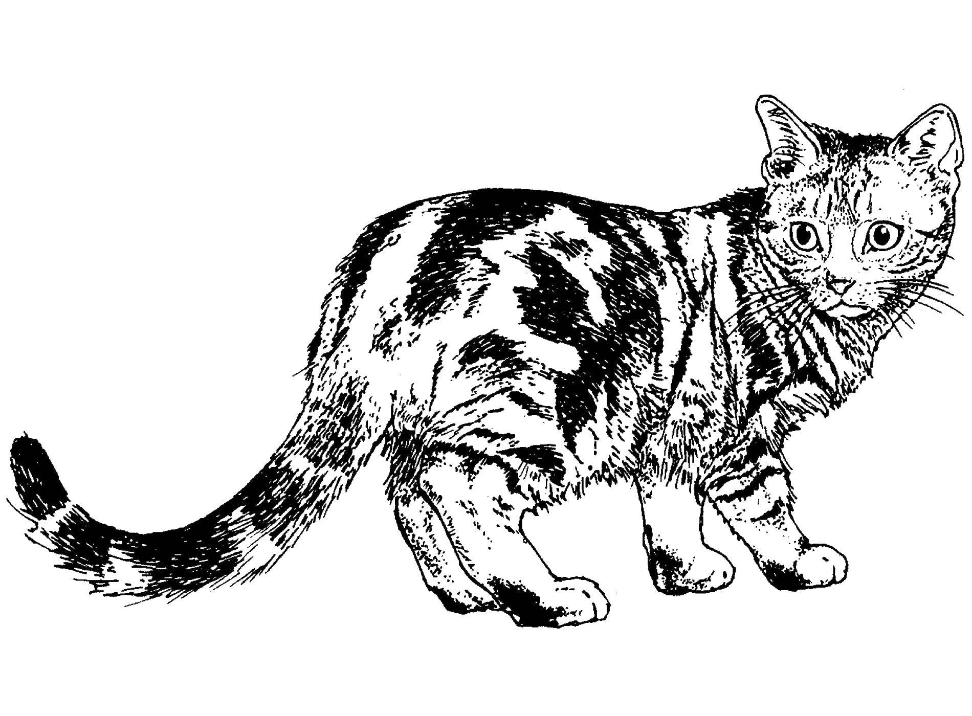Название: Раскраска Испуганная кошка. Категория: Коты и котята. Теги: Животные, котёнок.