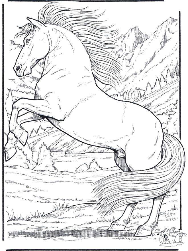Coloring Horse in nature. Category Pets allowed. Tags:  Animals, horse.