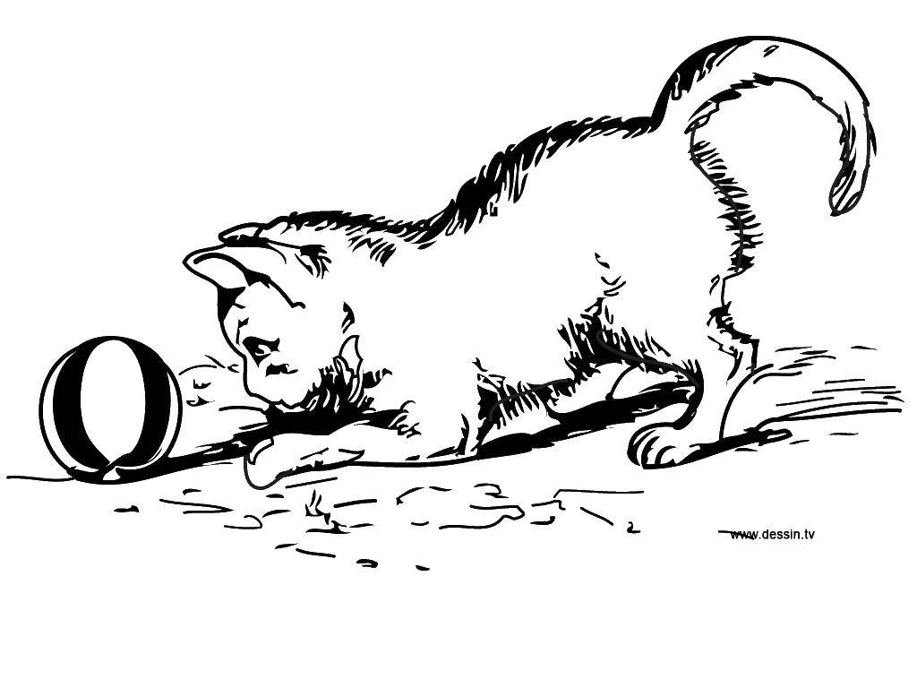 Название: Раскраска Котёнок и мячик. Категория: Коты и котята. Теги: Животные, котёнок.