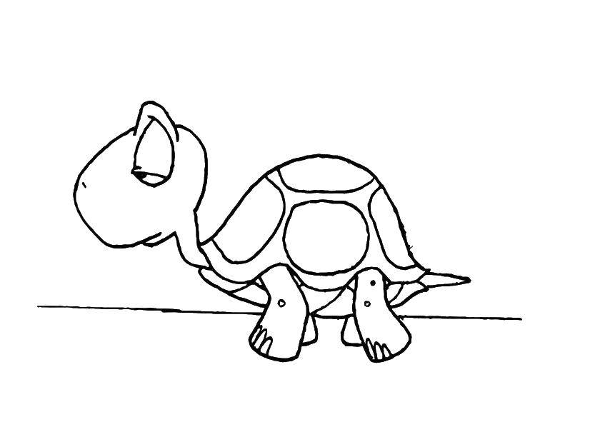Название: Раскраска Маленькая черепашка и большая голова. Категория: раскраски. Теги: черепаха, панцирь.