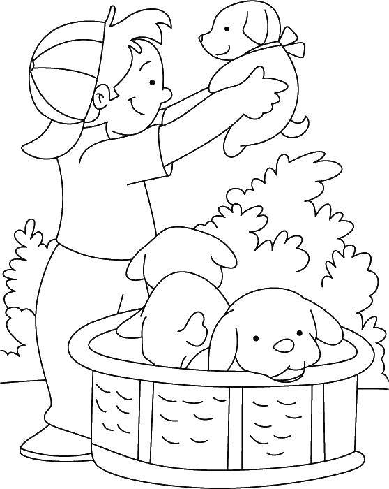 Coloring Kids puppies. Category Pets allowed. Tags:  Animals, dog.