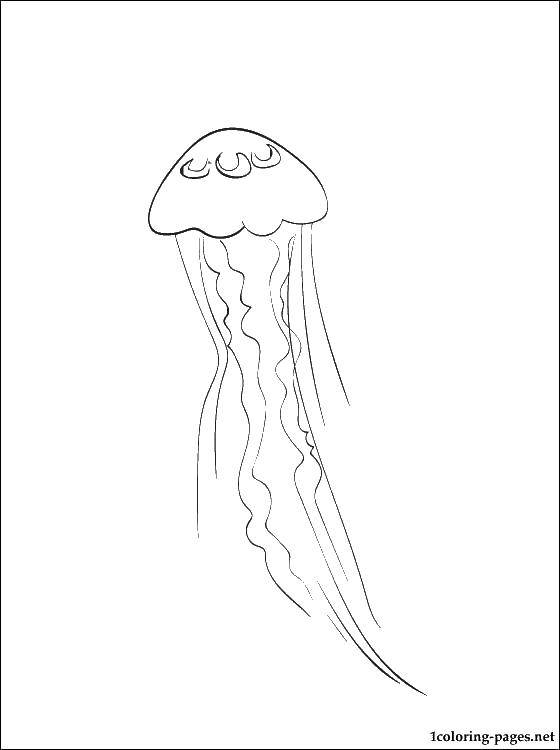 Название: Раскраска Медузьи шупальцы. Категория: Морские обитатели. Теги: Подводный мир, медуза.