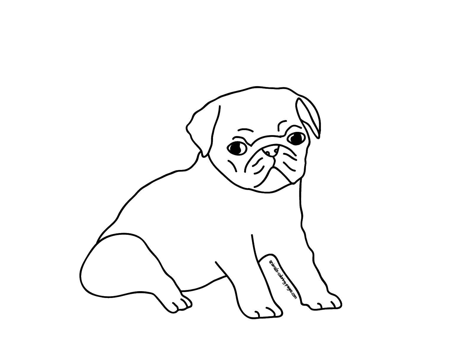 Coloring Cutie pug. Category Pets allowed. Tags:  Animals, dog.