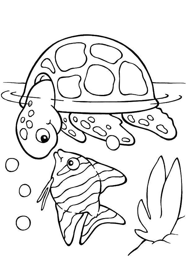 Coloring Sea turtle and fish. Category coloring. Tags:  turtle, fish, algae.