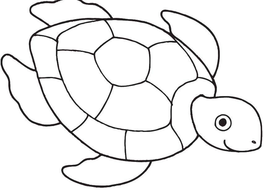 Название: Раскраска Морская черепашка очень рада. Категория: морское. Теги: Рептилия, черепаха.