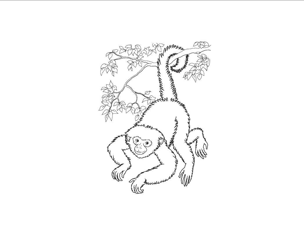 Название: Раскраска Обезьянка висит на хвостике. Категория: дикие животные. Теги: Животные, обезьянка.