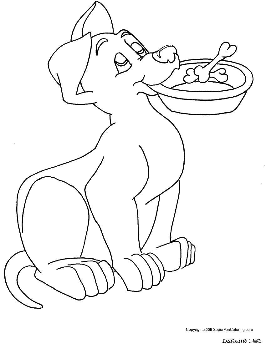 Название: Раскраска Пёс готов к обеду. Категория: домашние животные. Теги: Животные, собака.
