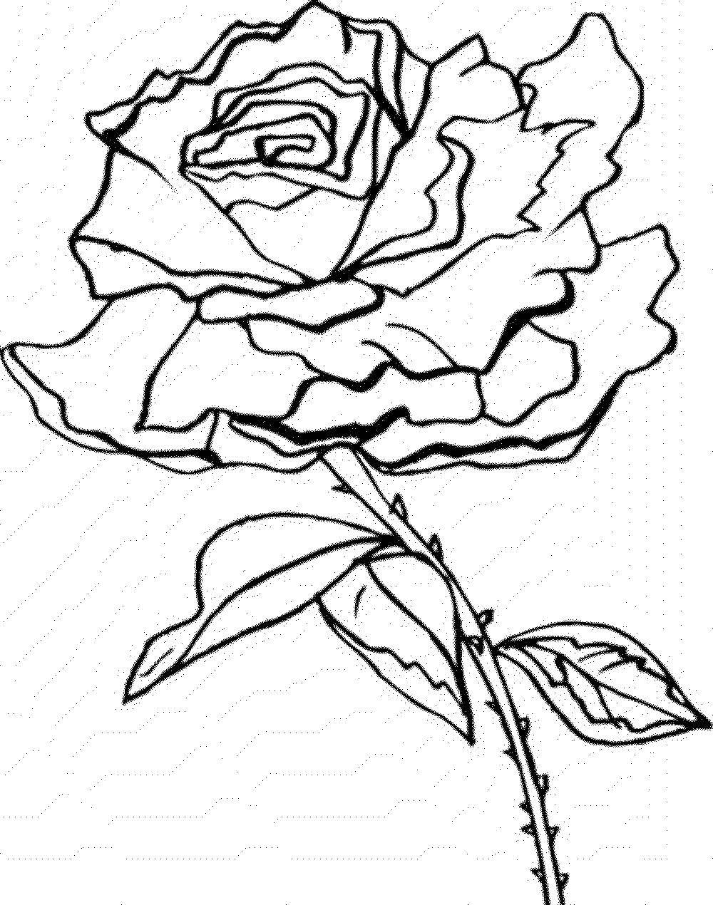 Название: Раскраска Роза. Категория: Для девочек. Теги: цветы, растения, бутоны, лепестки, роза.