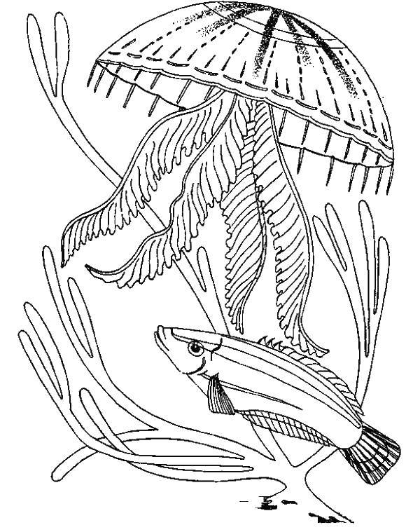 Название: Раскраска Рыба под медузой. Категория: Морские обитатели. Теги: Подводный мир, медуза.