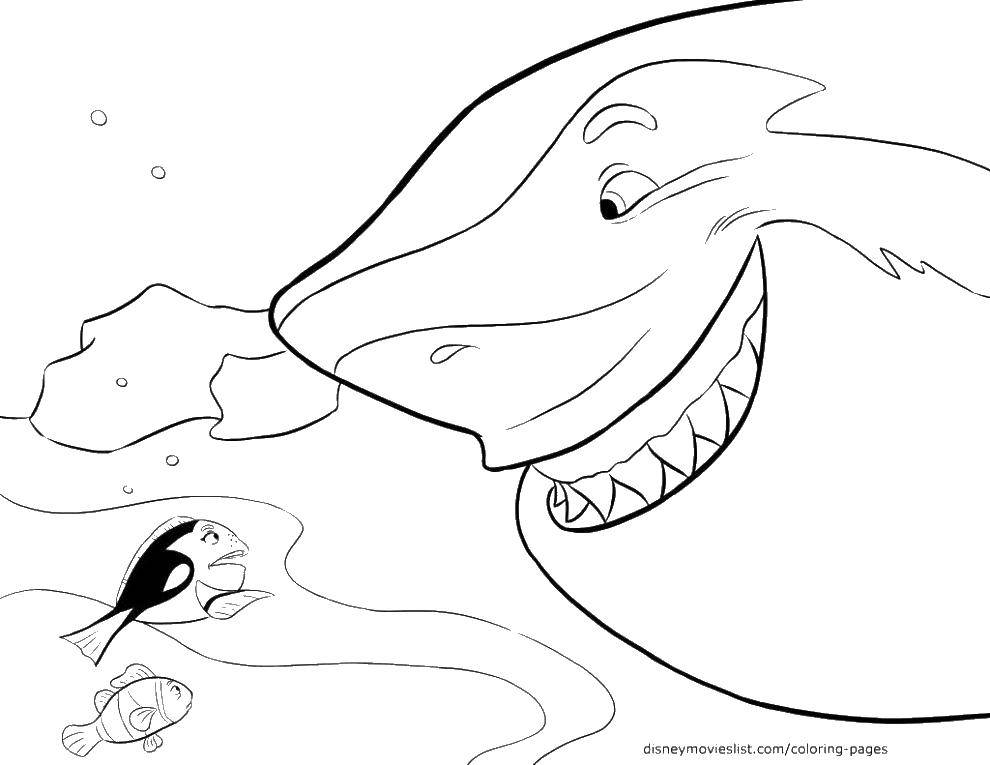 Coloring The shark and fish. Category coloring. Tags:  in finding Nemo, Nemo, fish, shark.