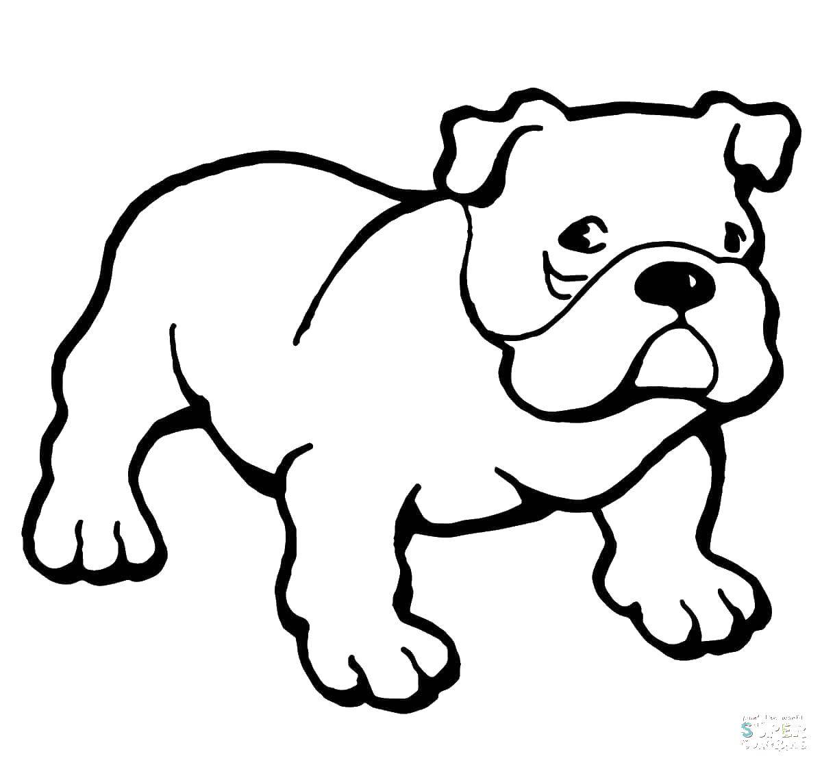 Coloring Dog. Category Pets allowed. Tags:  Pets, dogs, dog.