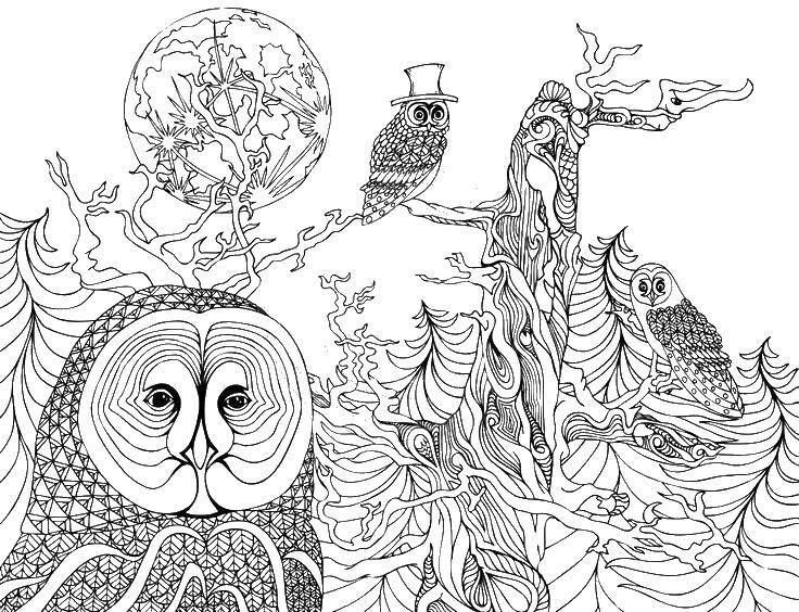 Название: Раскраска Сова и деревья. Категория: птицы. Теги: сова, деревья, луна.