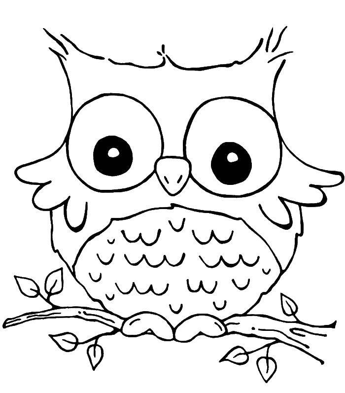 Coloring The owl sat on a branch. Category birds. Tags:  Birds, owl.