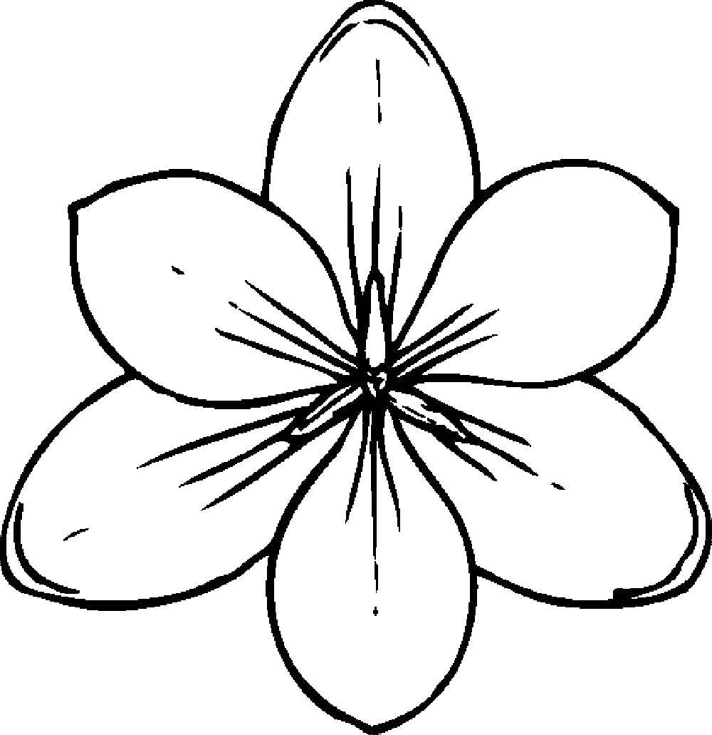 Coloring Flower. Category For girls. Tags:  flowers, plants, buds, petals.
