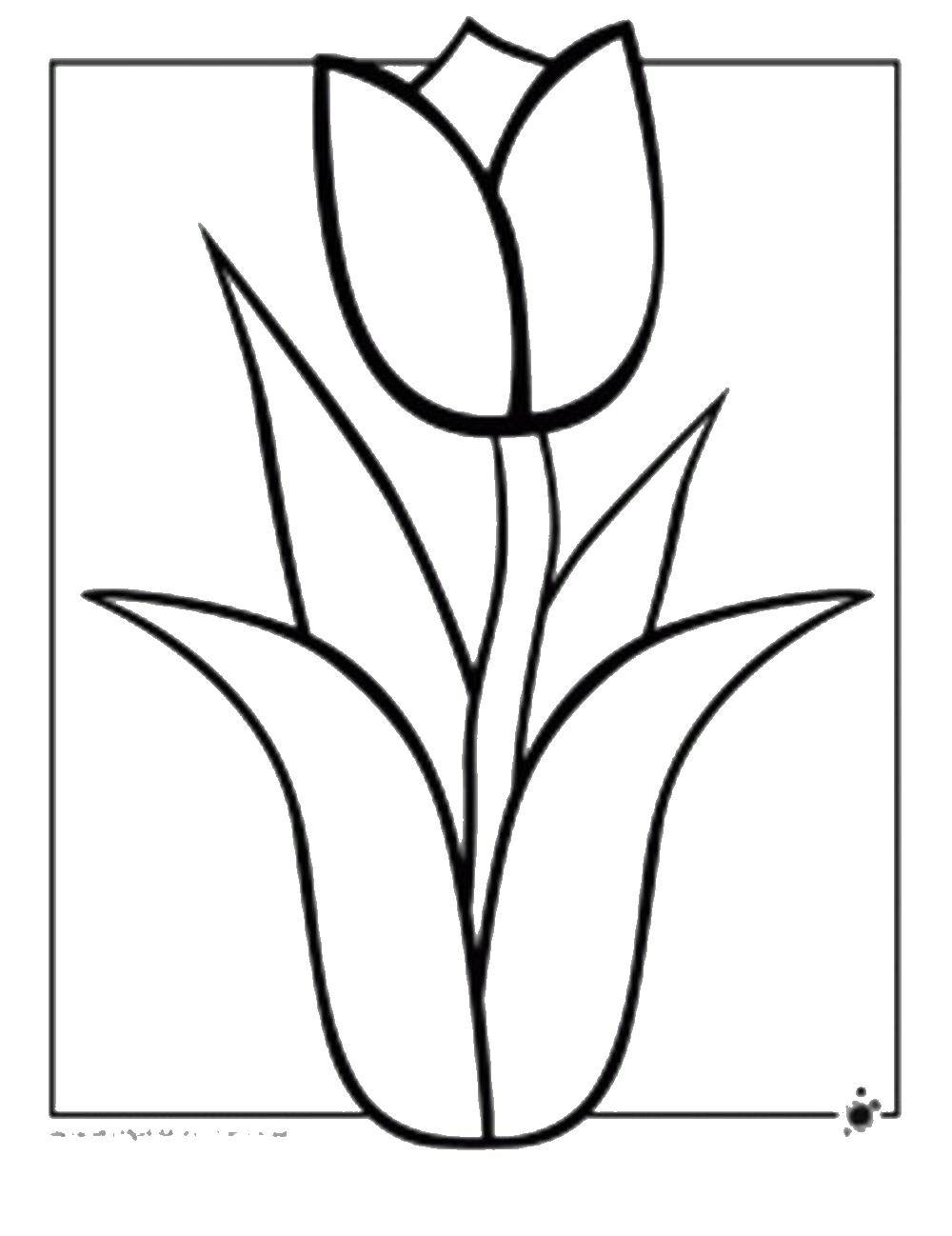 Coloring Tulip. Category For girls. Tags:  flowers, plants, buds, petals, Tulip.